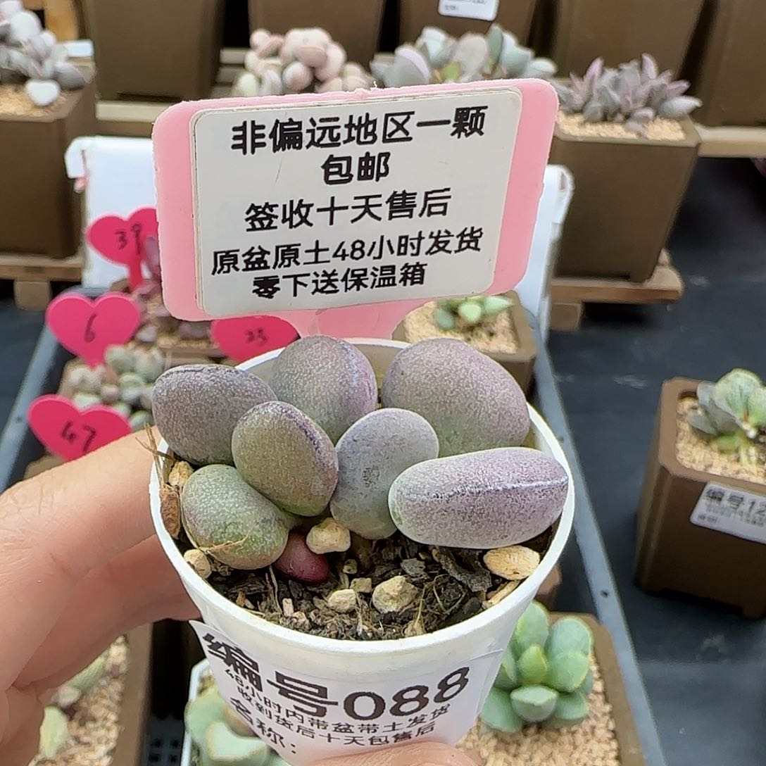 088球球紫蛋多肉