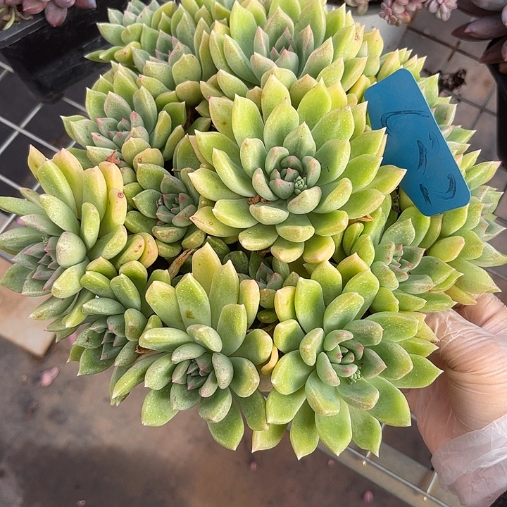 两单包邮，一物一拍632璀璨