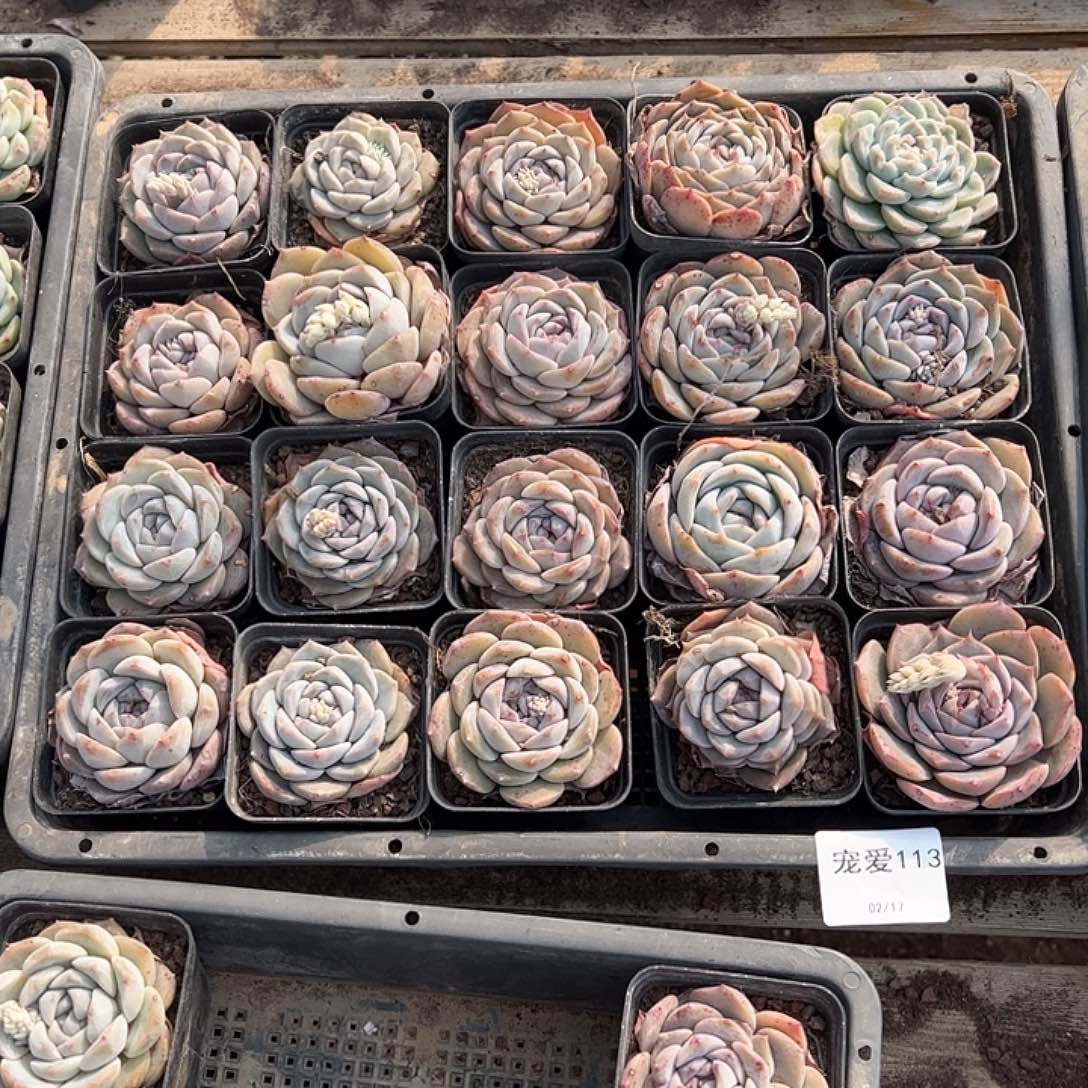 直播福利一物一拍113