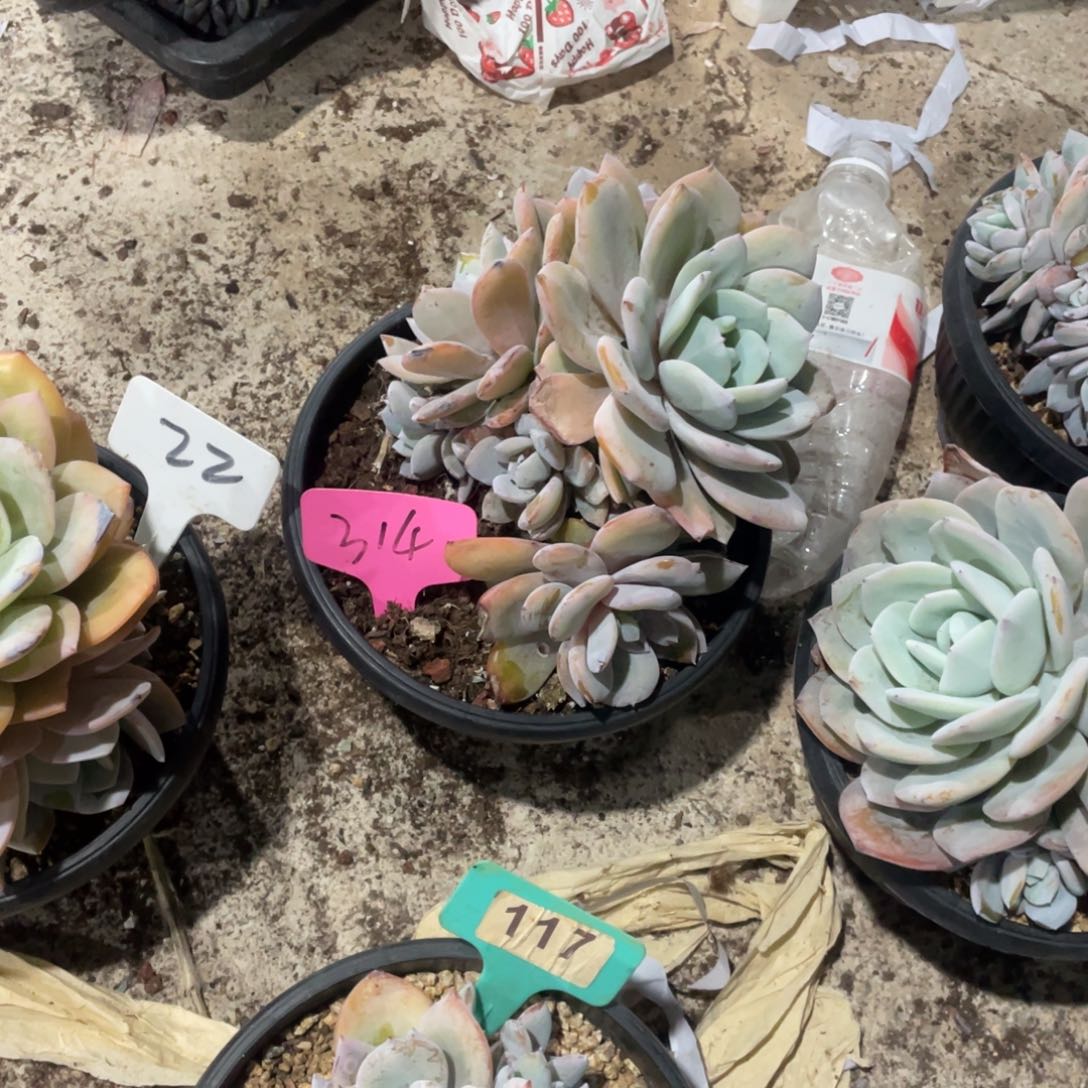 l***,星影缀化多头群生314