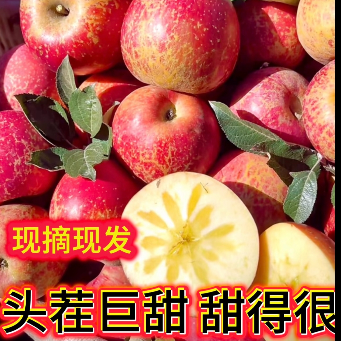 云南昭通冰糖心丑苹果新鲜现摘脆甜多汁当季水果不套带不打蜡