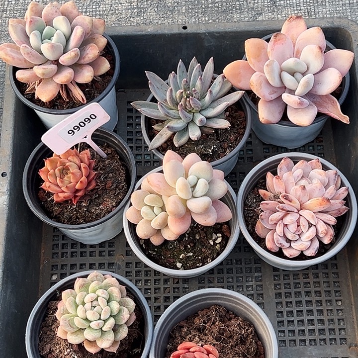 框拍。   99090号。 