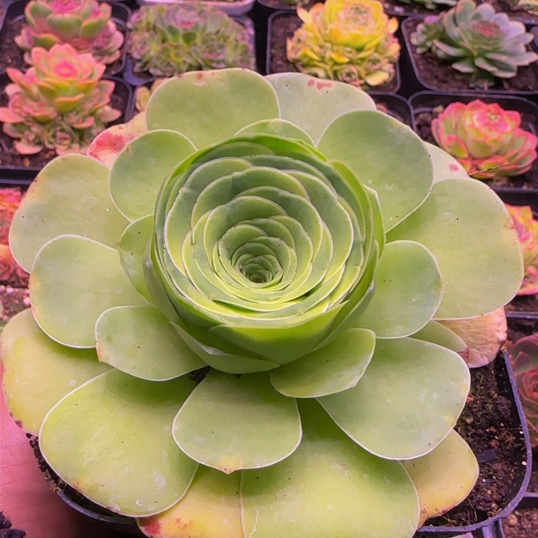 福利11343437686868686