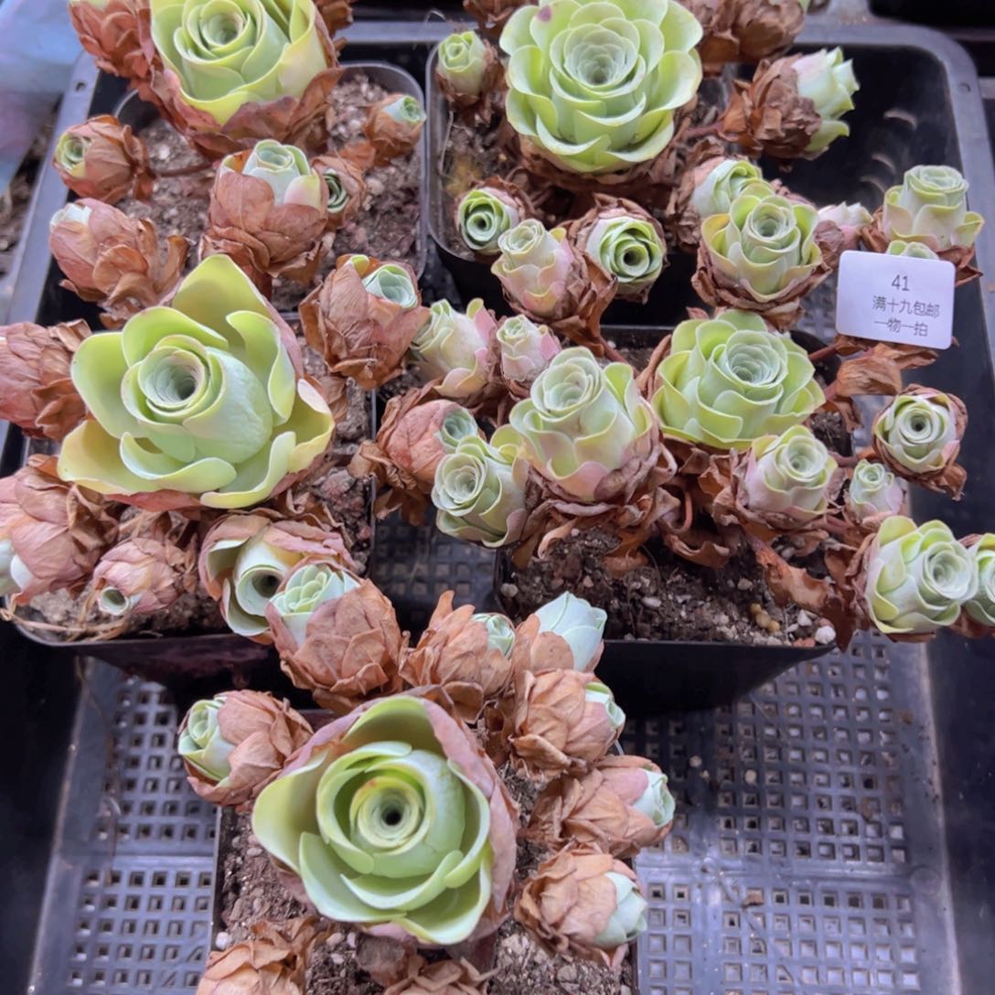 侧牙掉了不包损无售后41