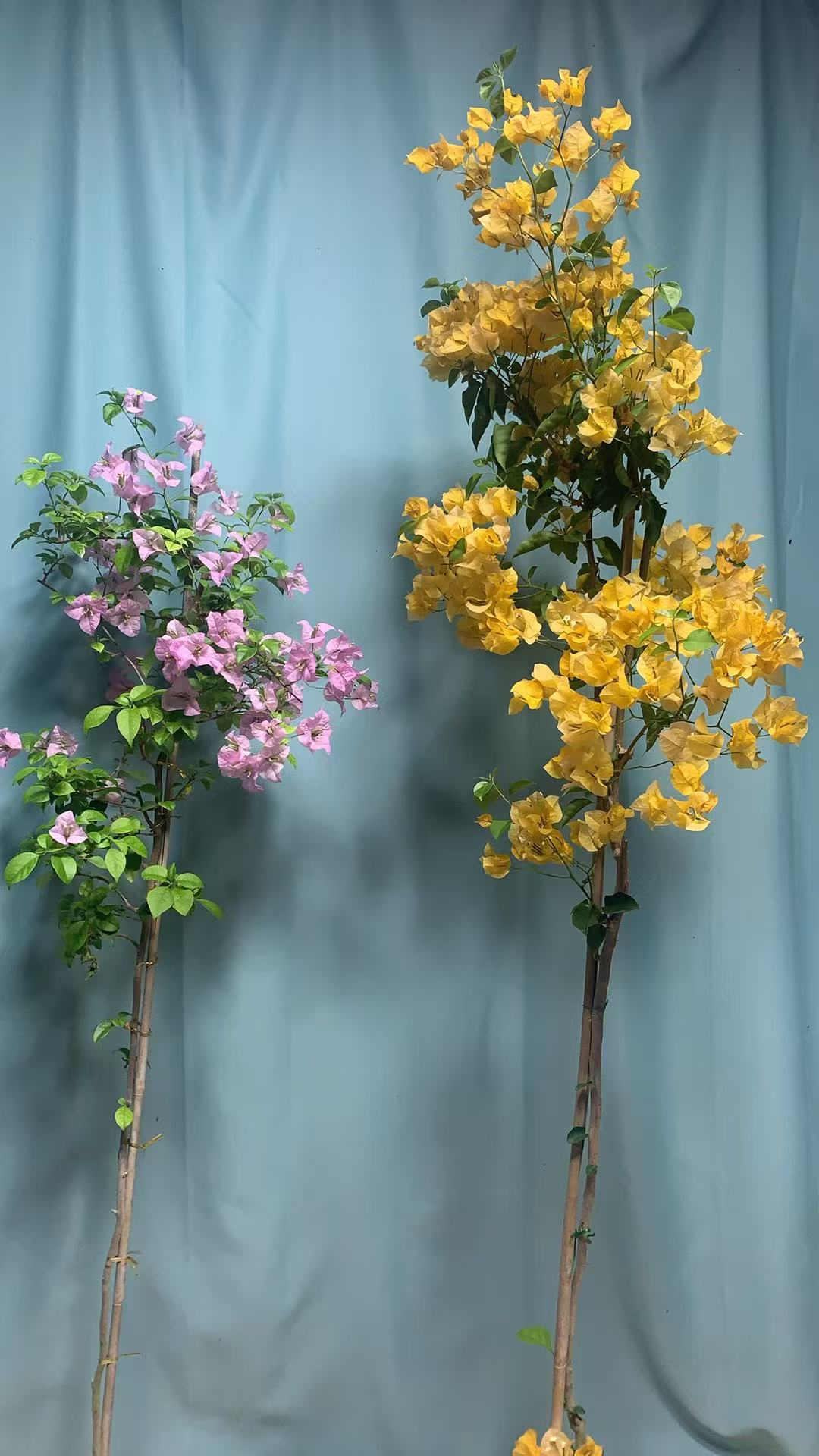 三角梅苹果绿植盆栽花卉四季勤花好养易开花适合阳台庭院种植室内