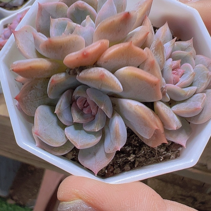 夜莺群19包邮多肉植物