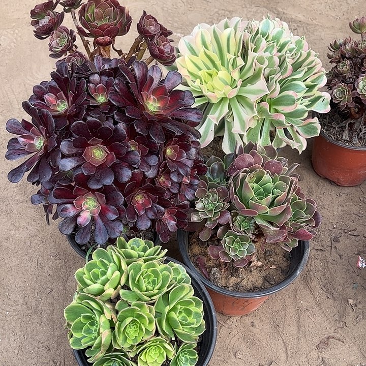 718多肉植物组合，