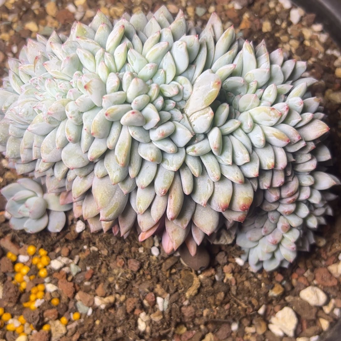 s**r橙梦露缀，一物一拍