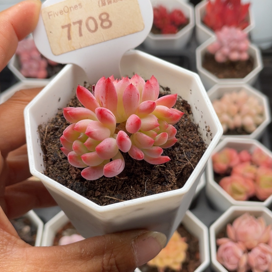 蓝苹果7708-4.0厘米