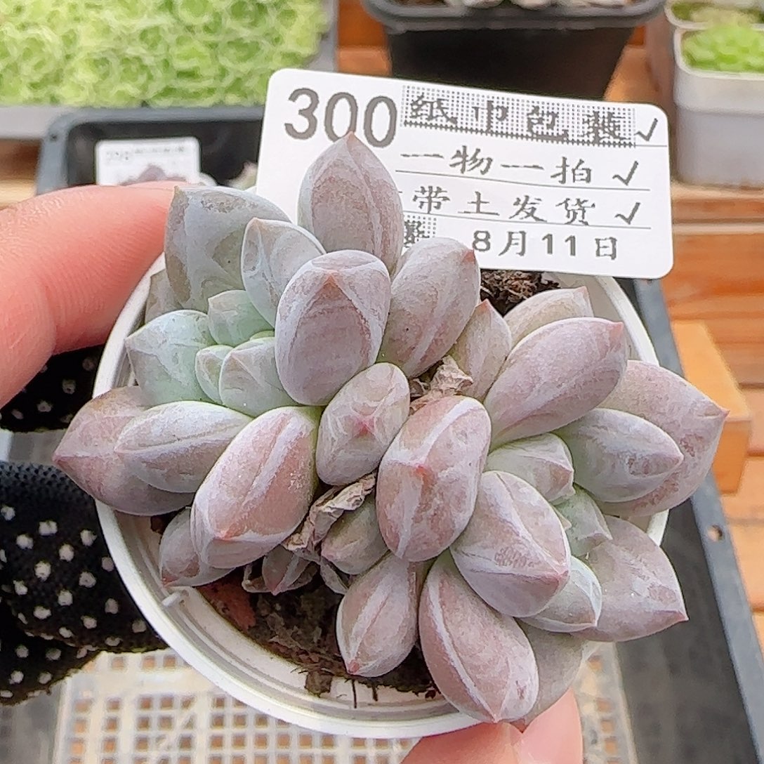 多肉0811-300龙纹麟