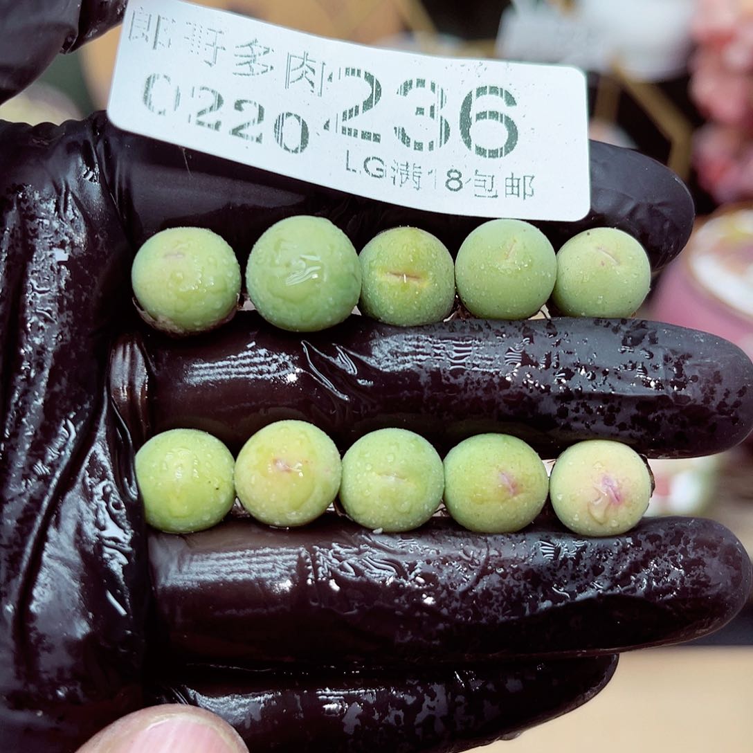 郎哥多肉生石花20-236