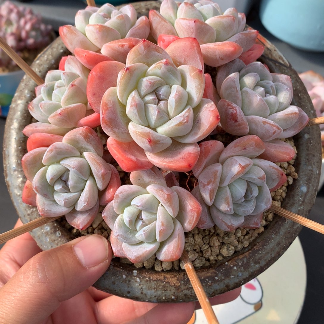 我们家的小仙女们