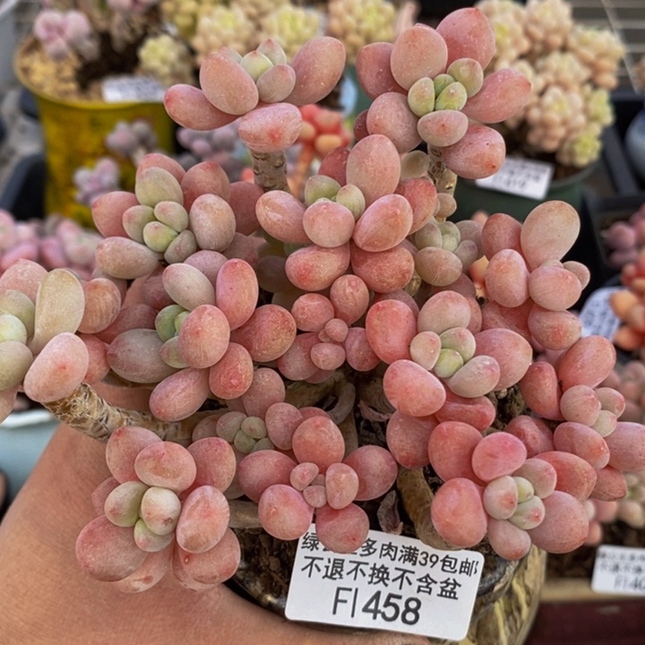 鱼子酱老桩10cm458多肉