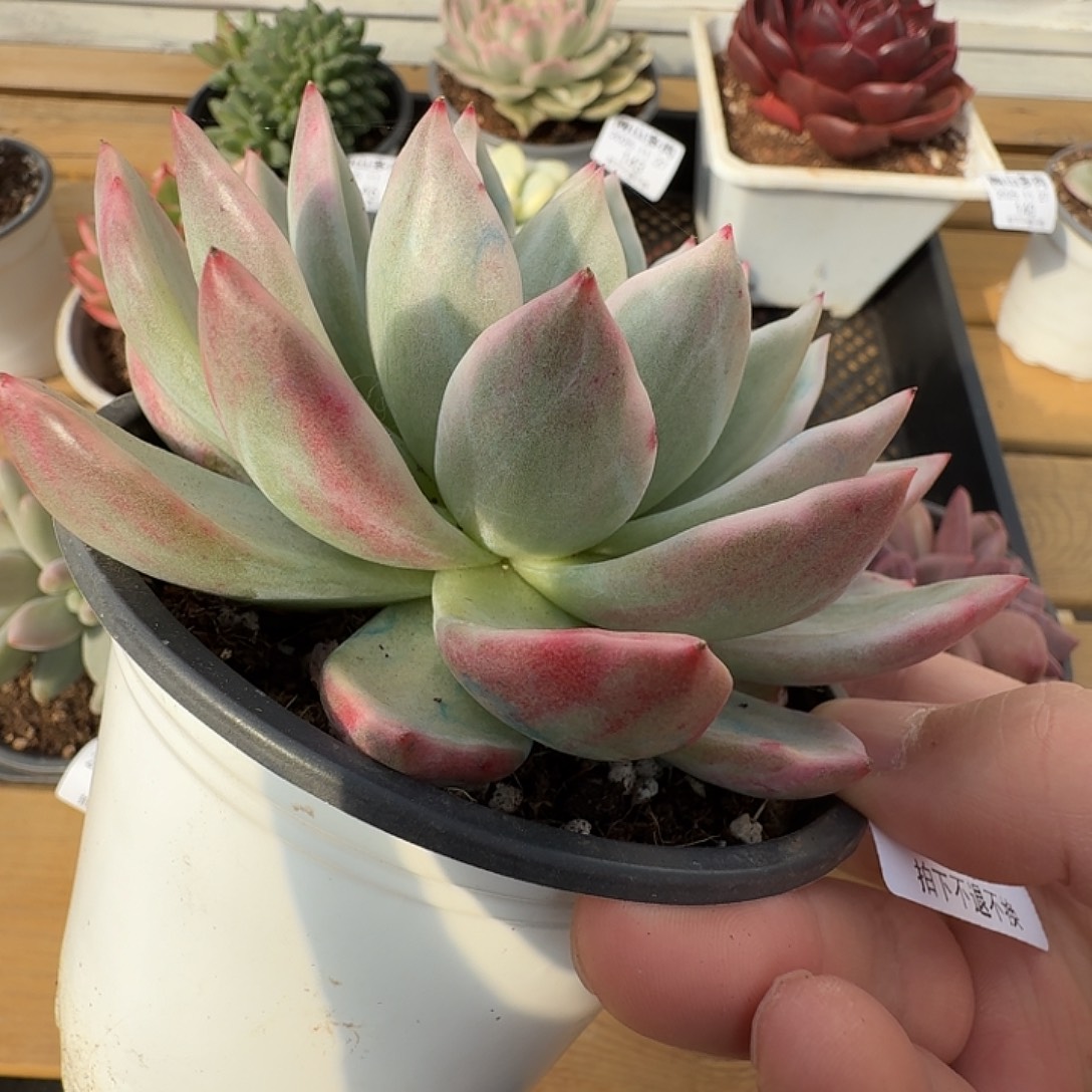 香槟锦11111127-139