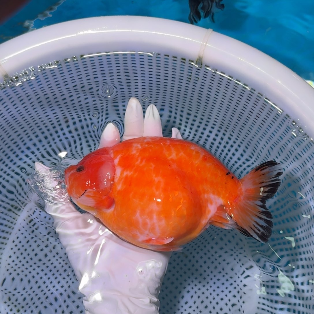 金鱼类不分公母16