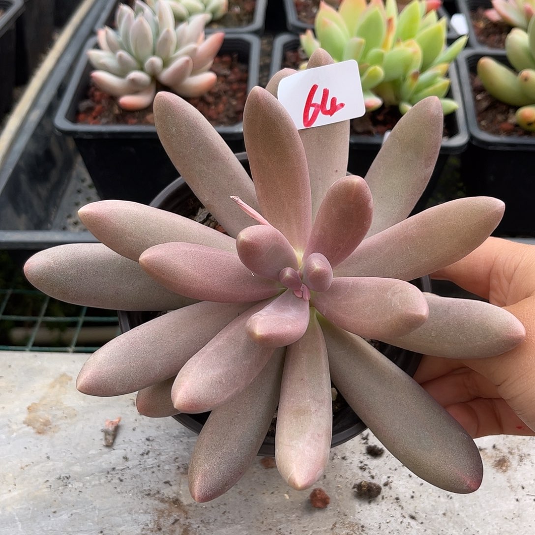 糖果。 64。  1111111