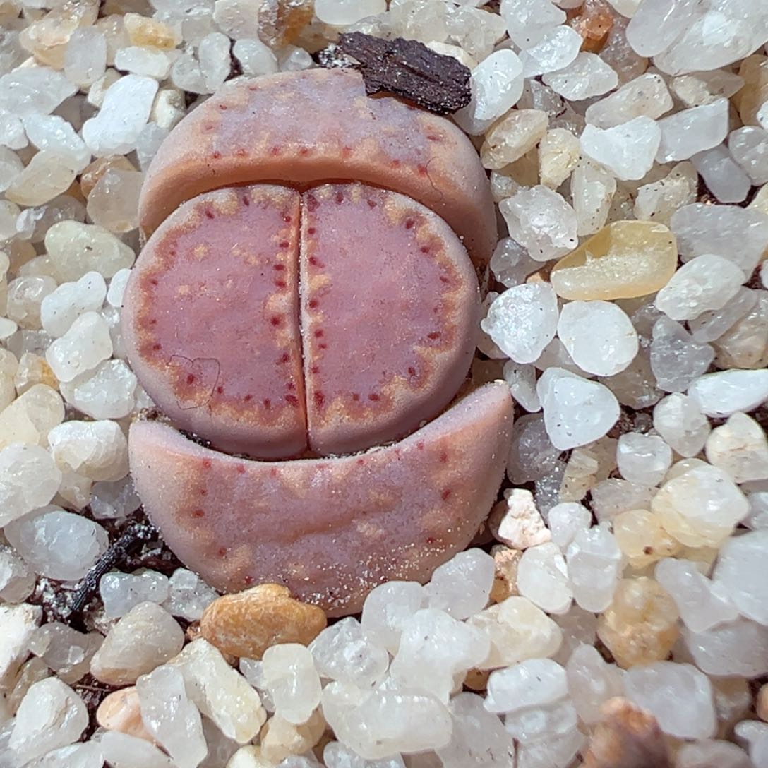 213-603多肉171饼干