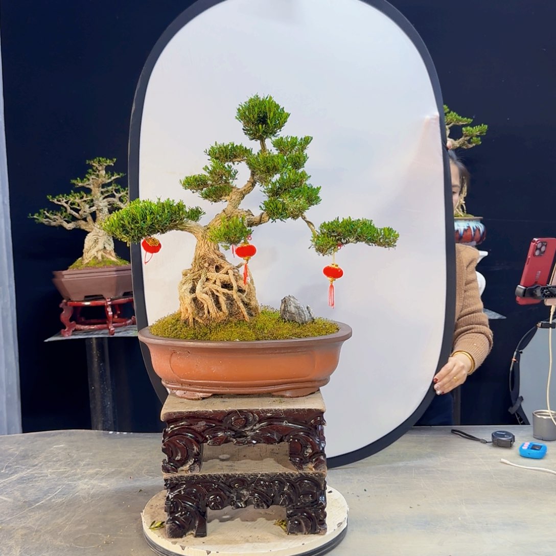 高端盆景艺术作品