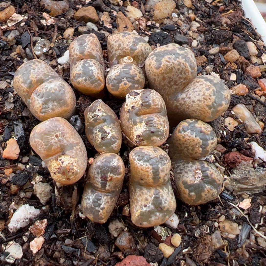 1.17好看的多肉326