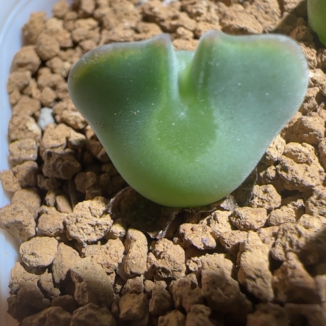 肉锥多肉植物组合-ap空蝉1238