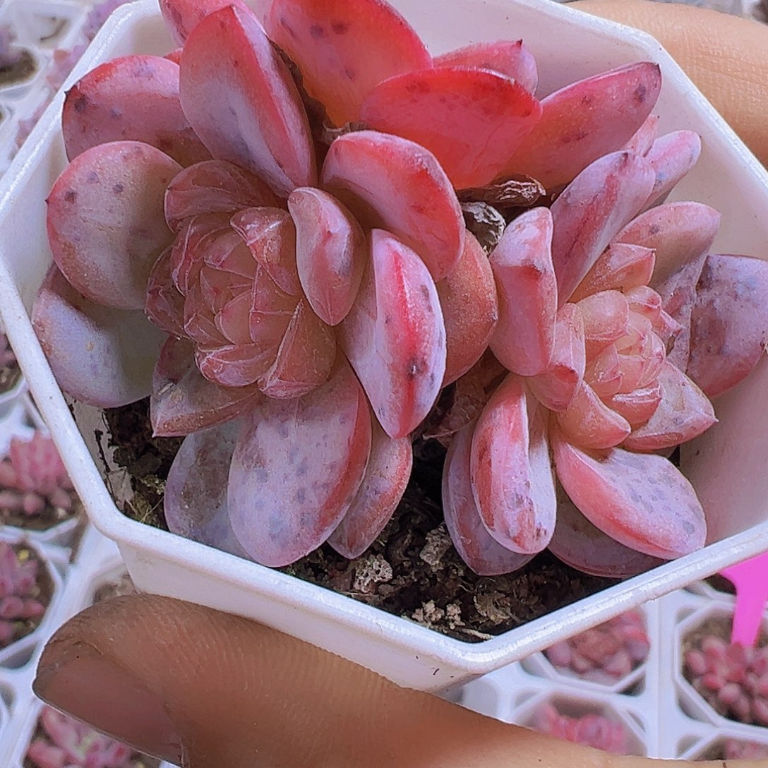 星星珍妮群19包邮