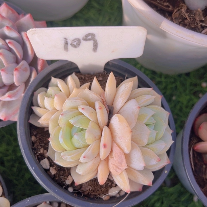 健健康康平平安安