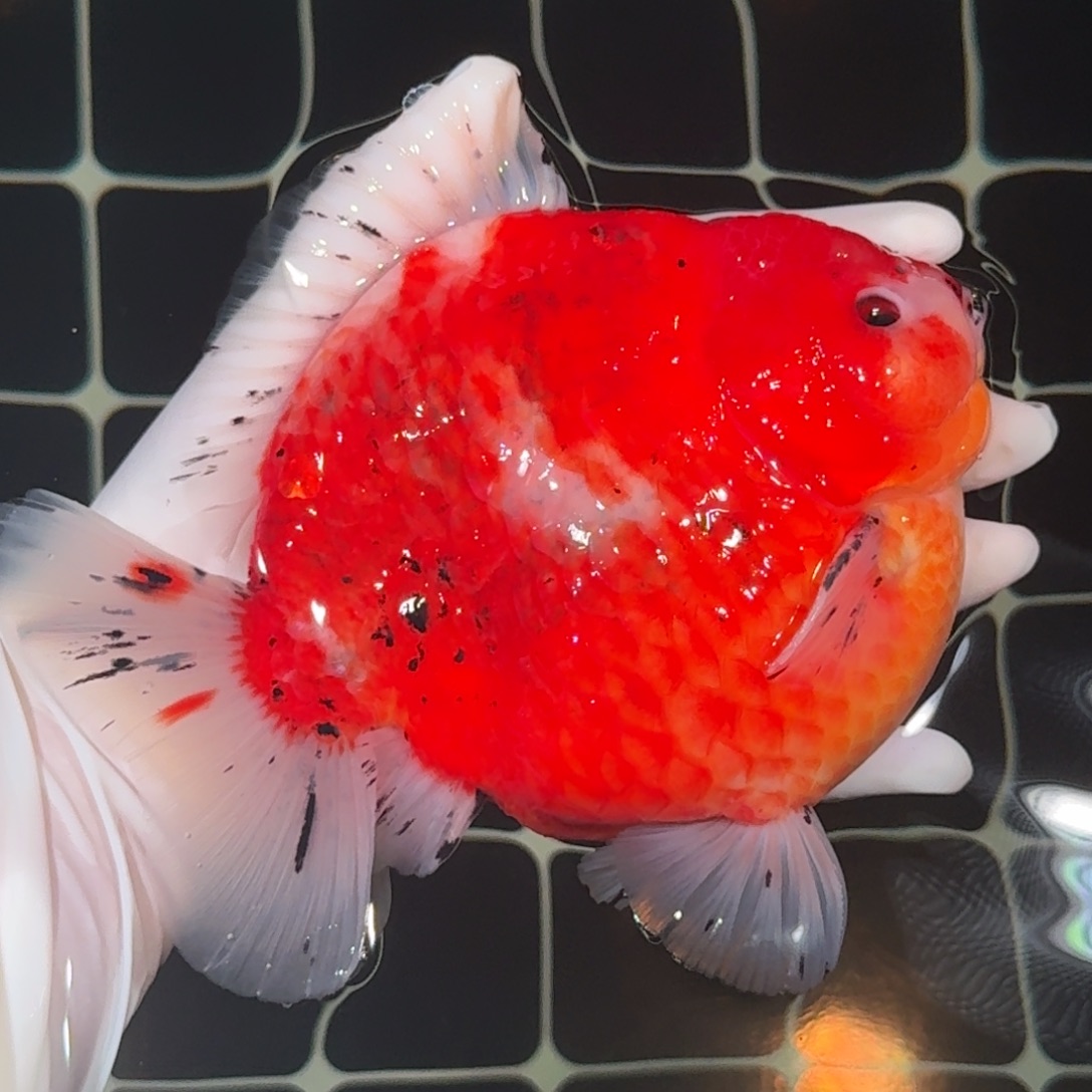 金鱼精品高货短尾将军狮子