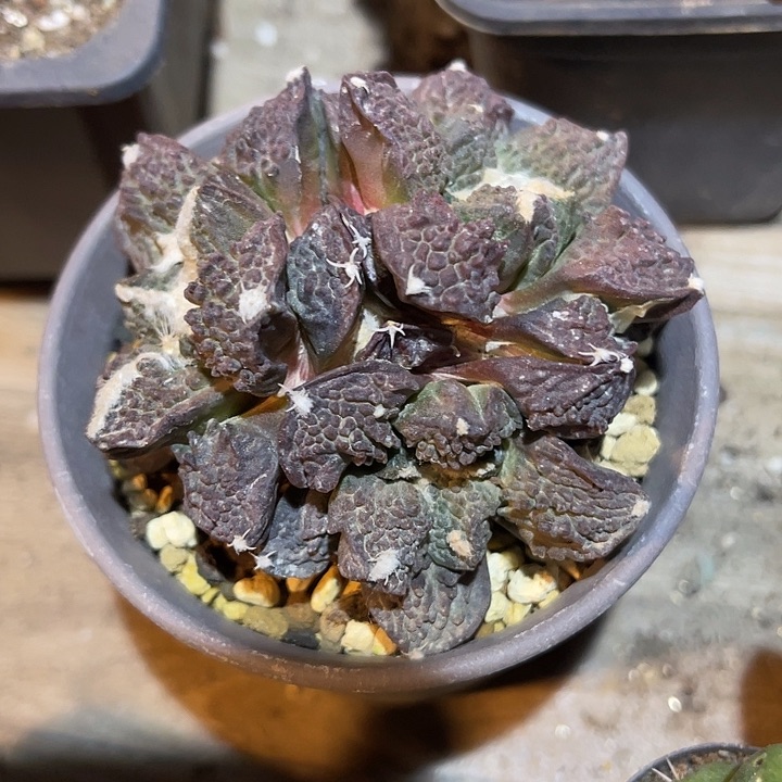 满38包邮2天凑单，脱土晾根发货多肉植物