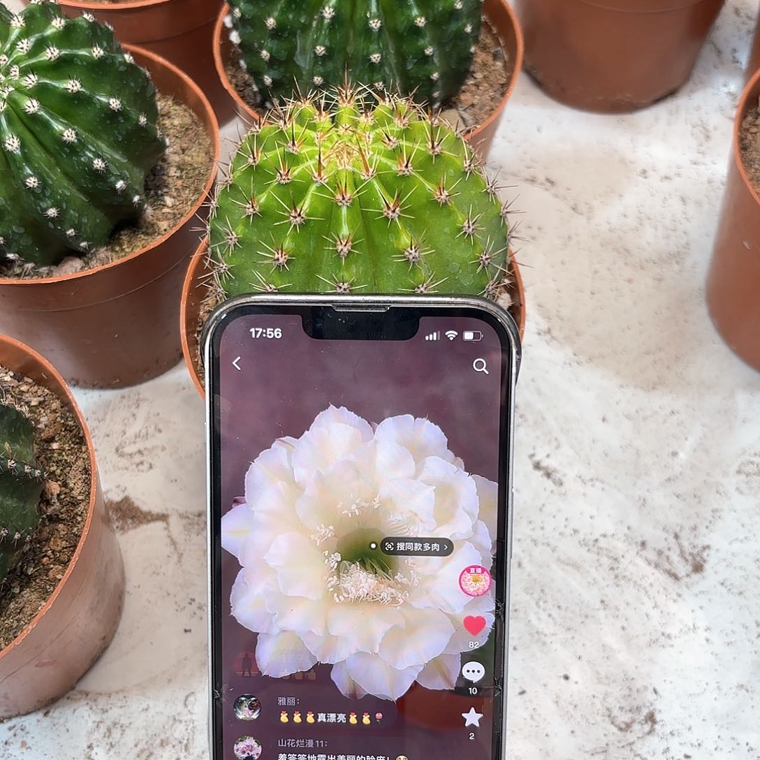 彩草奶黄白7.8公分左右