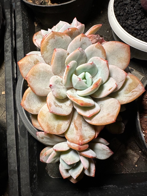 程成多肉植物奶茶多肉