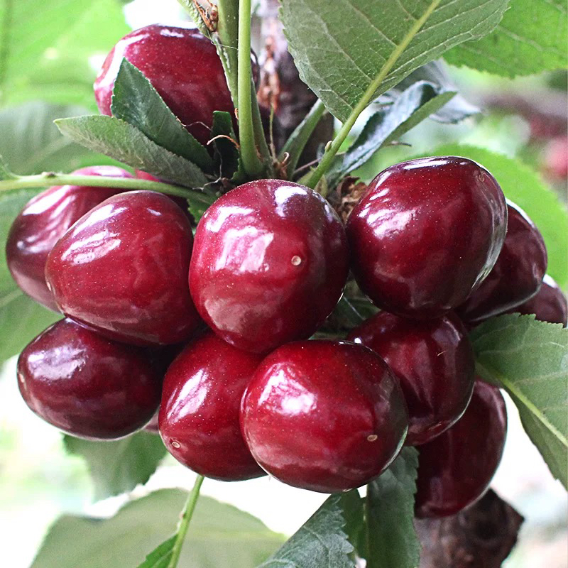 【北京同城闪送】大连美早大樱桃精美礼盒装原装整箱3.2斤净果1.8斤4J5J6J8J美早北京市