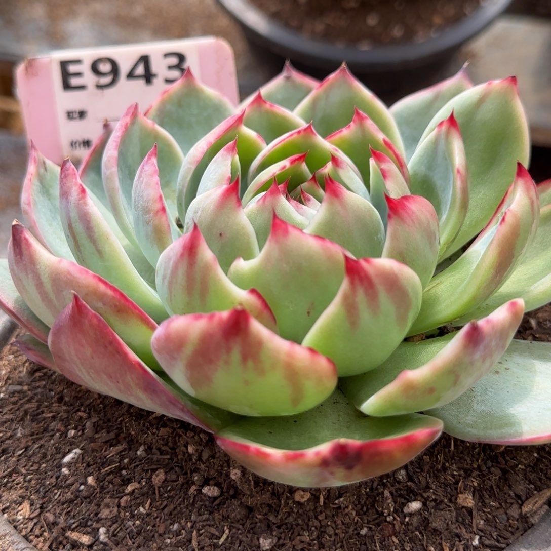 花脸拉丝惊鸿一物一拍包装收缩花旱943