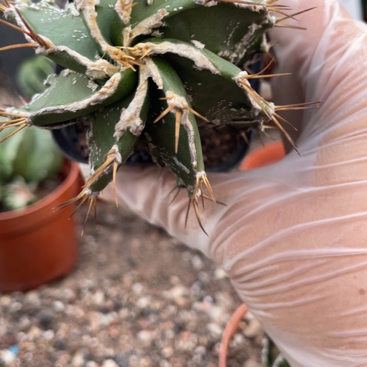 简***乐实生般若核桃带盆发