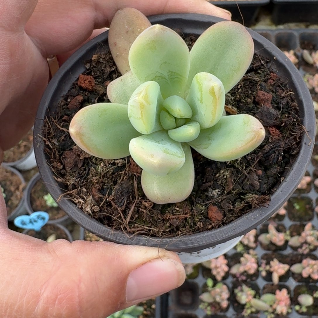 朵唯奇 单头 一物一拍