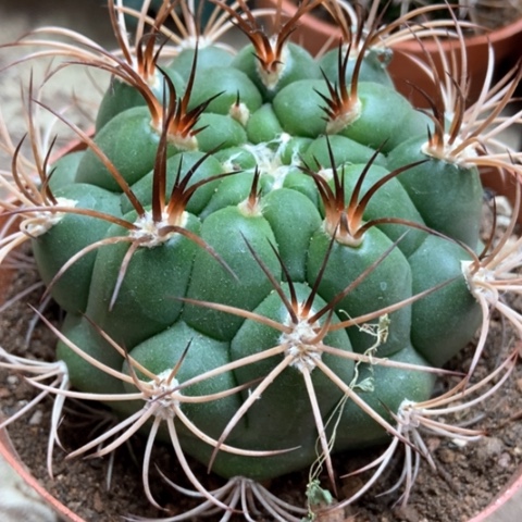 天紫玉仙人球12米xrq