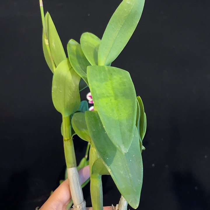 完全开放泰国渊昭2033