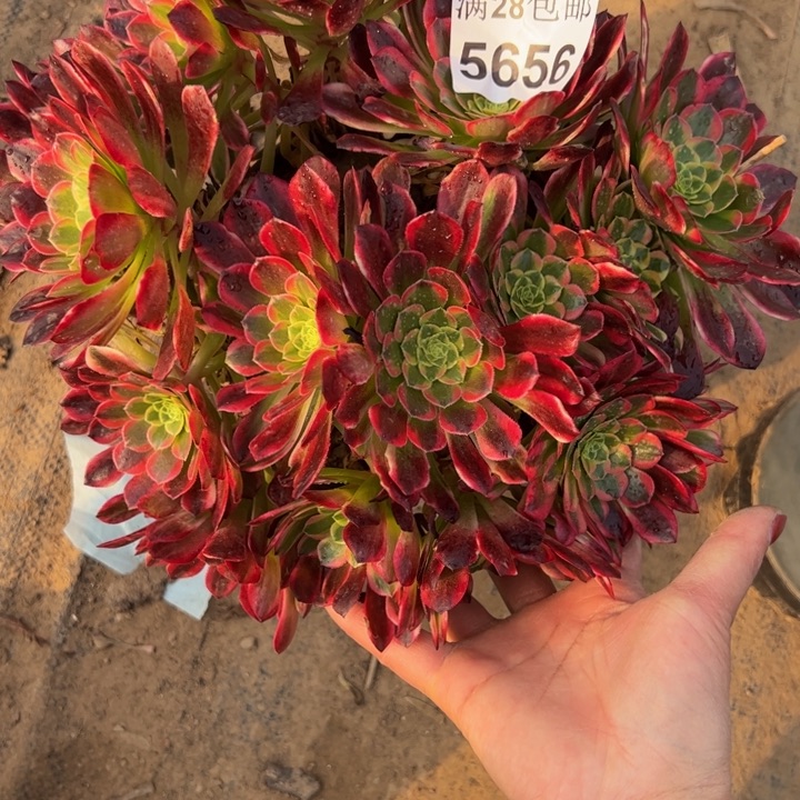 5656朝霞多肉植物