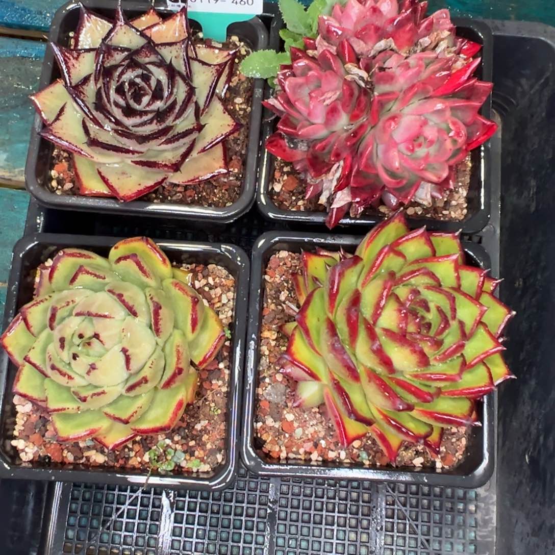 多肉精选编号0119.460