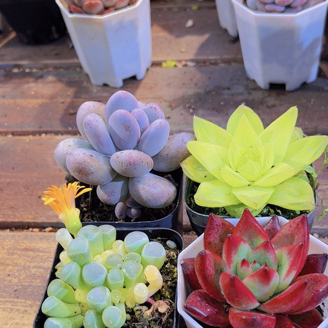 桃美人➕黄金雨露➕五十锦➕罗卡