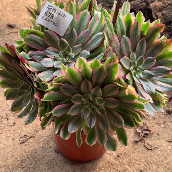 678奥黛丽多肉植物特价