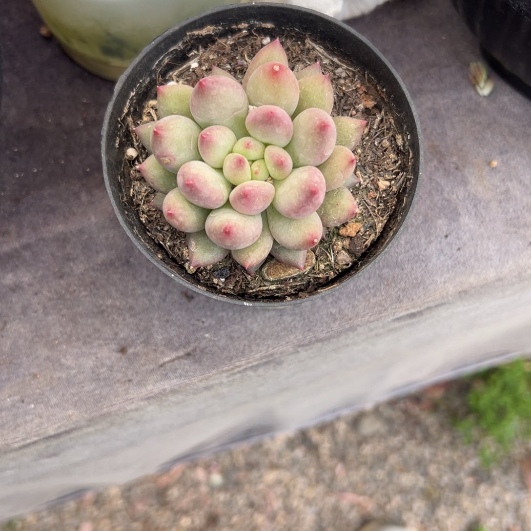 ?***儿岩学多肉植物111---