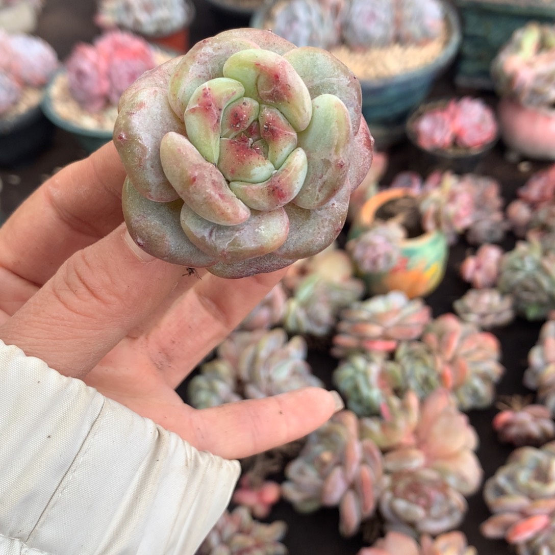 石榴籽哈哈哈哈哈哈哈哈哈