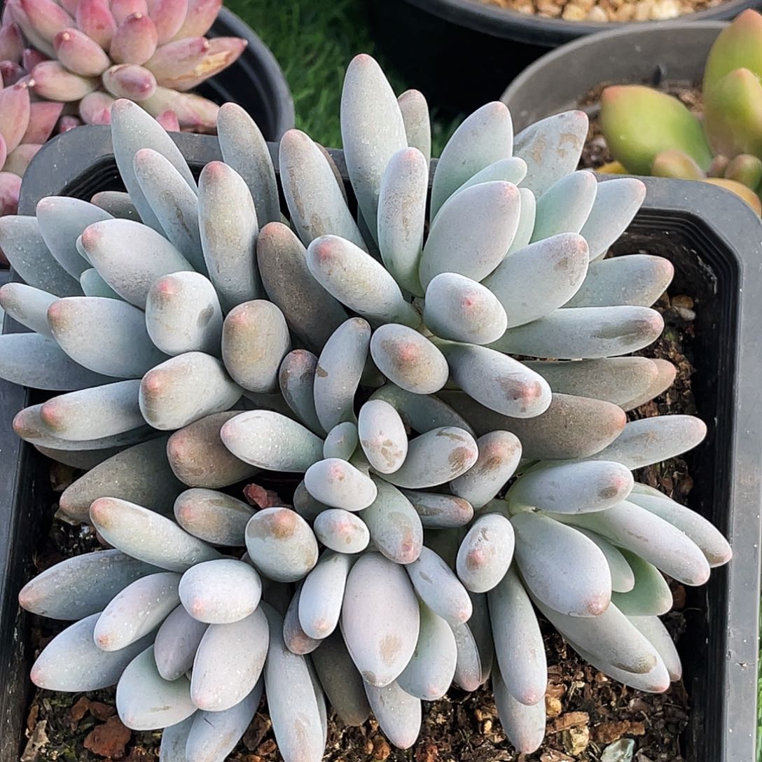 整桩无砍多头海鸥（企鹅杂）一颗