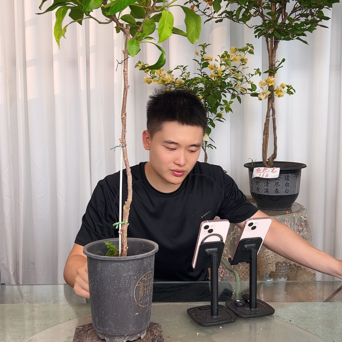 当前无花栽培后可以开花金夫人棒棒糖一颗