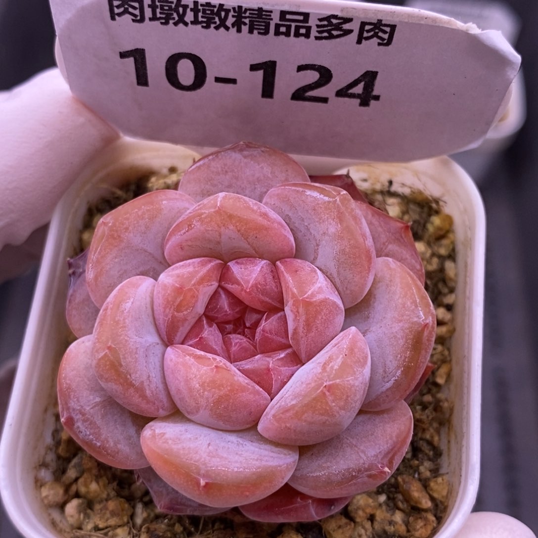 【闪购商品】10-124