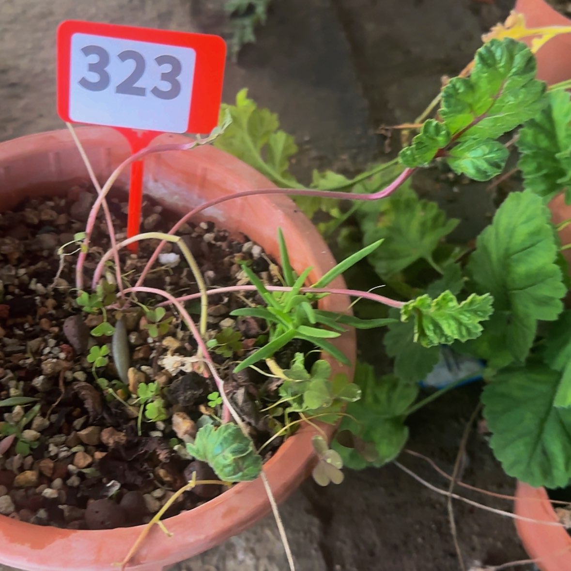 【闪购商品】G****.块根植物