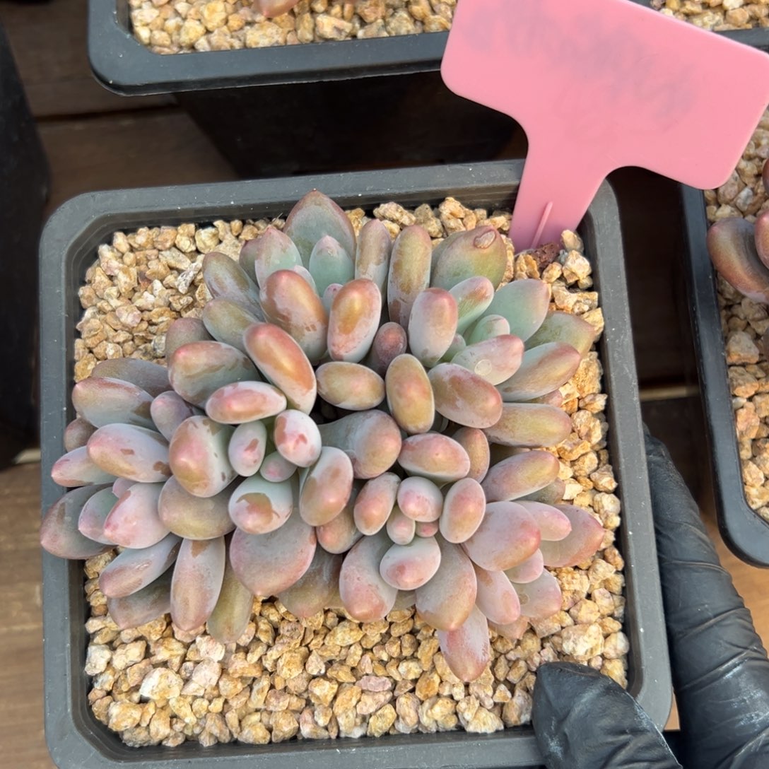 爱德蒙群生6头1111111111111