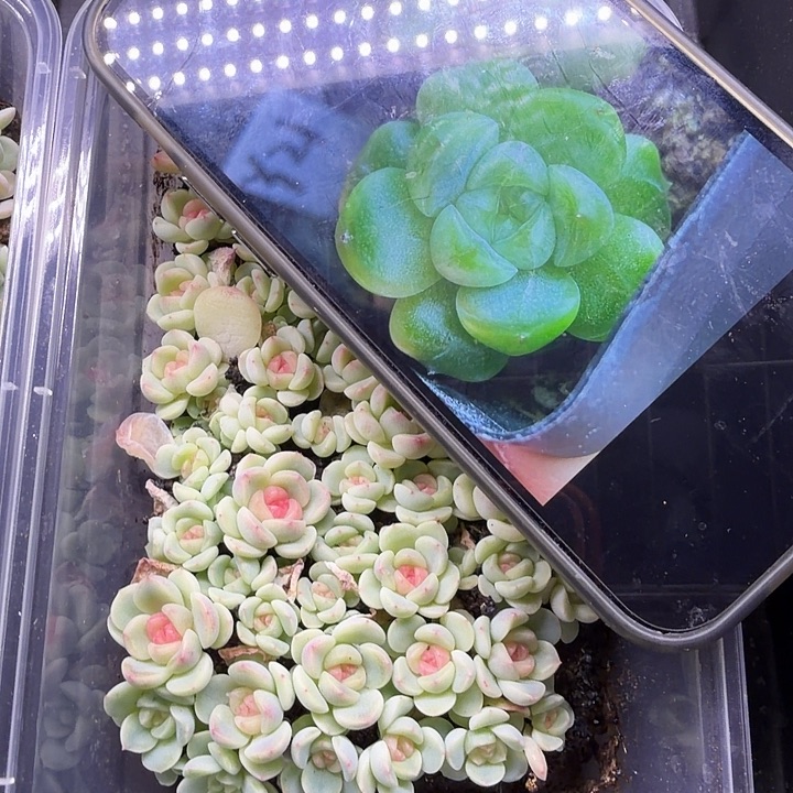 独家y21甜心随机一颗单头