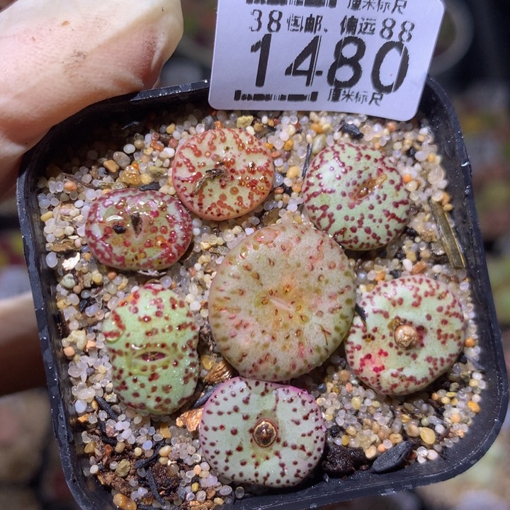 zzz精品生石花1480