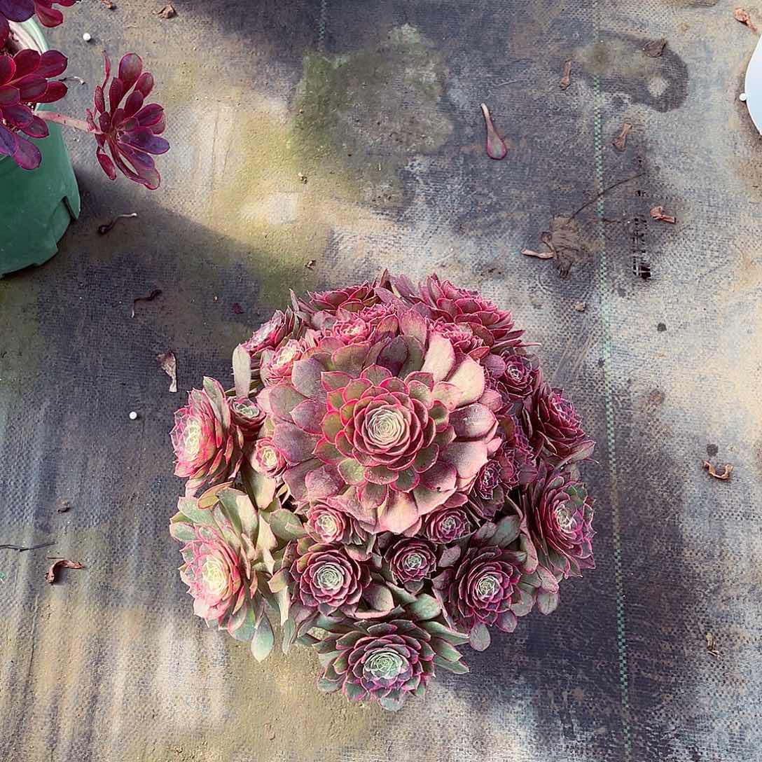 法师多肉植物粉花妖